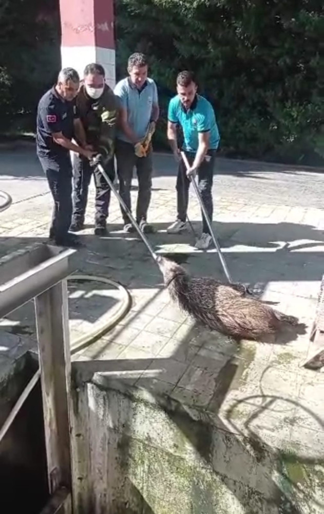 Bursa’da arıtma tesisine düşen yaban domuzu kurtarıldı