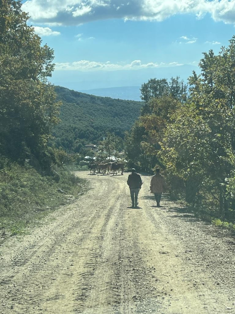 Bursa’da kaybolan inekleri jandarma buldu