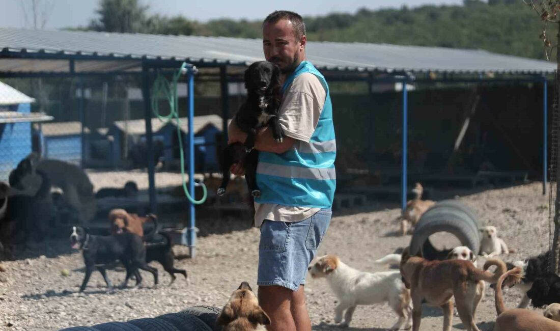 Pandemide dost ve arkadaş olan cins köpekler kaderine terk edildi, yüzlerce üretim çiftliği kapandı