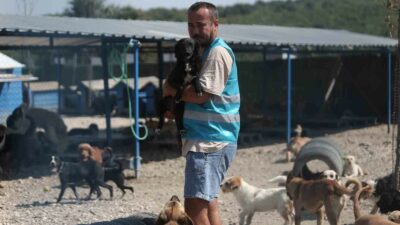 Pandemide dost ve arkadaş olan cins köpekler kaderine terk edildi, yüzlerce üretim çiftliği kapandı