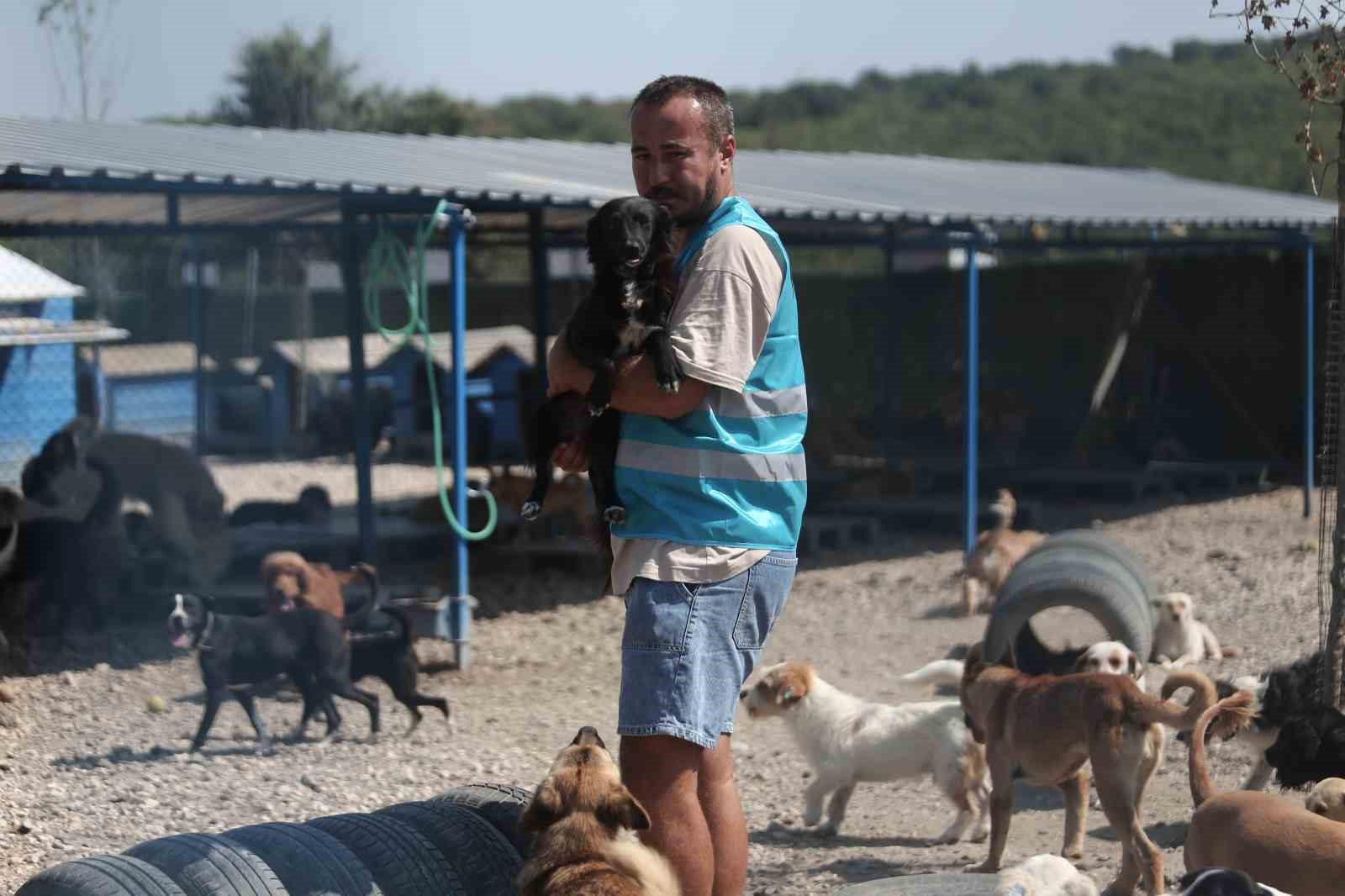 Pandemide dost ve arkadaş olan cins köpekler kaderine terk edildi, yüzlerce üretim çiftliği kapandı