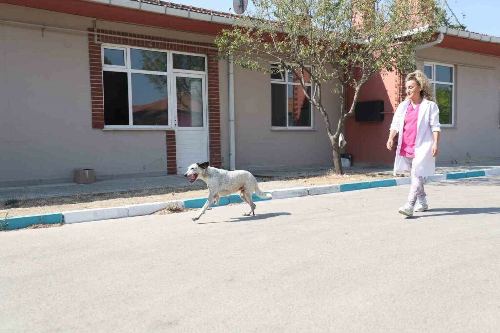 Bursa’da protez takılan “Benek” oynamaya başladı