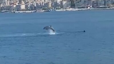 Bursa’da yunuslardan görsel şölen