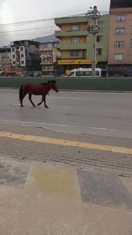 Bursa’da anayola çıkan at tehlike saçtı