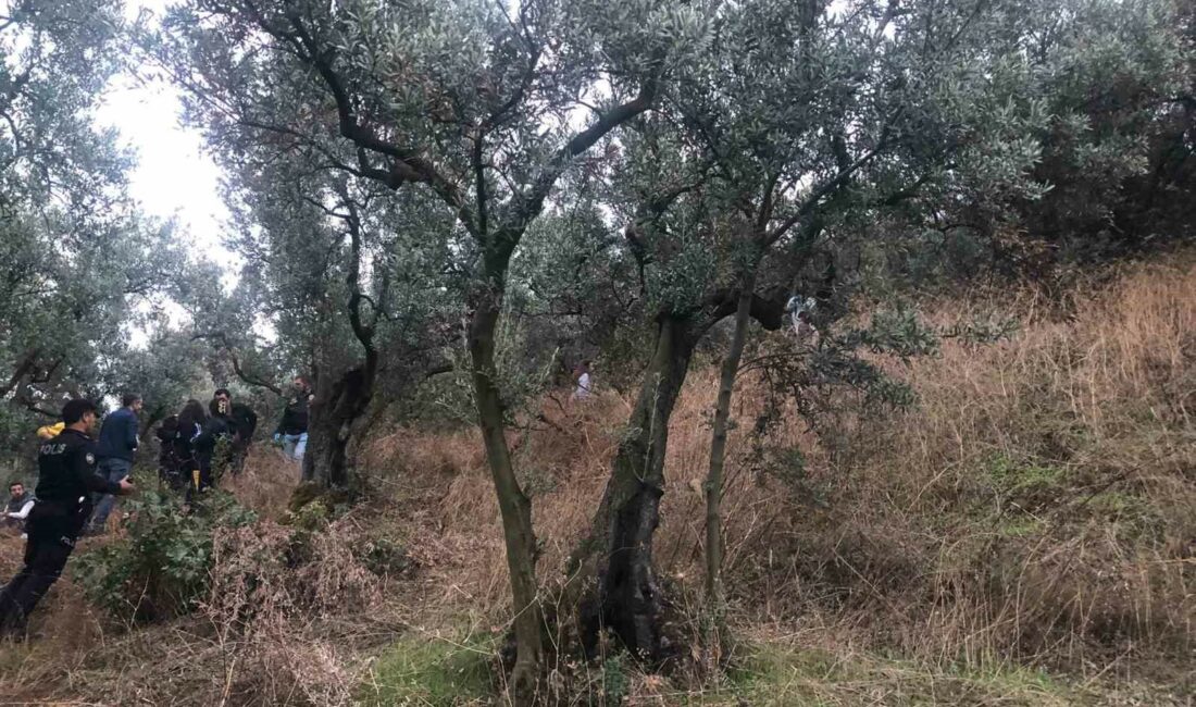 Bursa’nın Gemlik ilçesinde zeytinlik