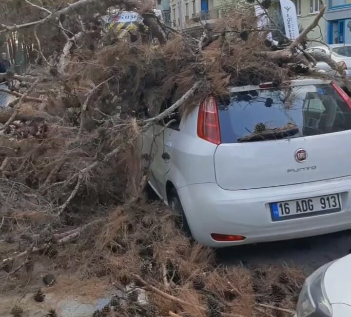 Bursa’da yol kenarındaki ağacı