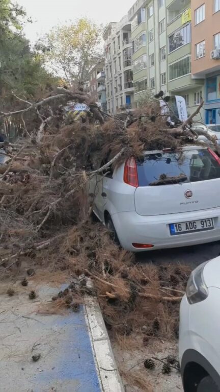 Bursa’da çürüyen ağaç otomobilin üzerine devrildi