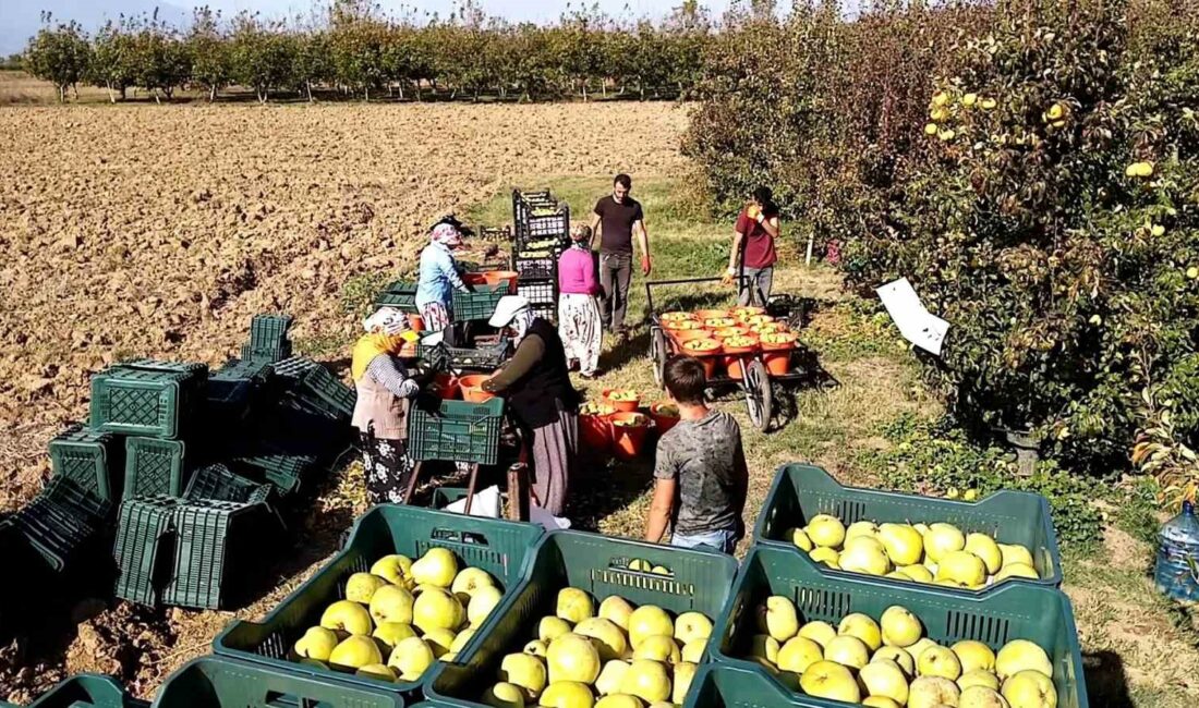 BURSA'NIN İNEGÖL İLÇESİNDE DEVECİ