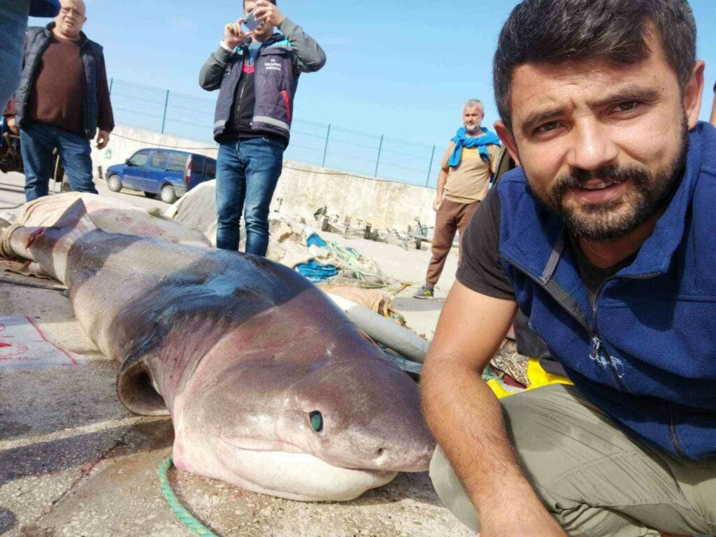 Gemlik Körfezi’nde dev köpek balığı yakalandı