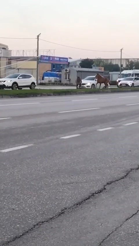 Osmangazi’de başı boş atlar tehlike saçıyor