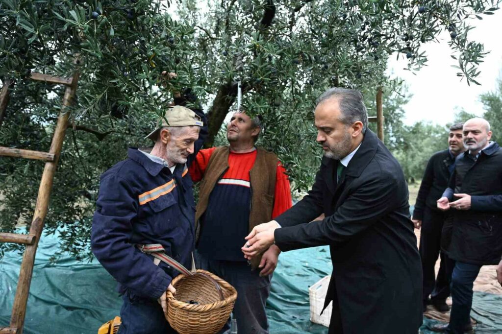 Bursa zeytininde hasat vakti