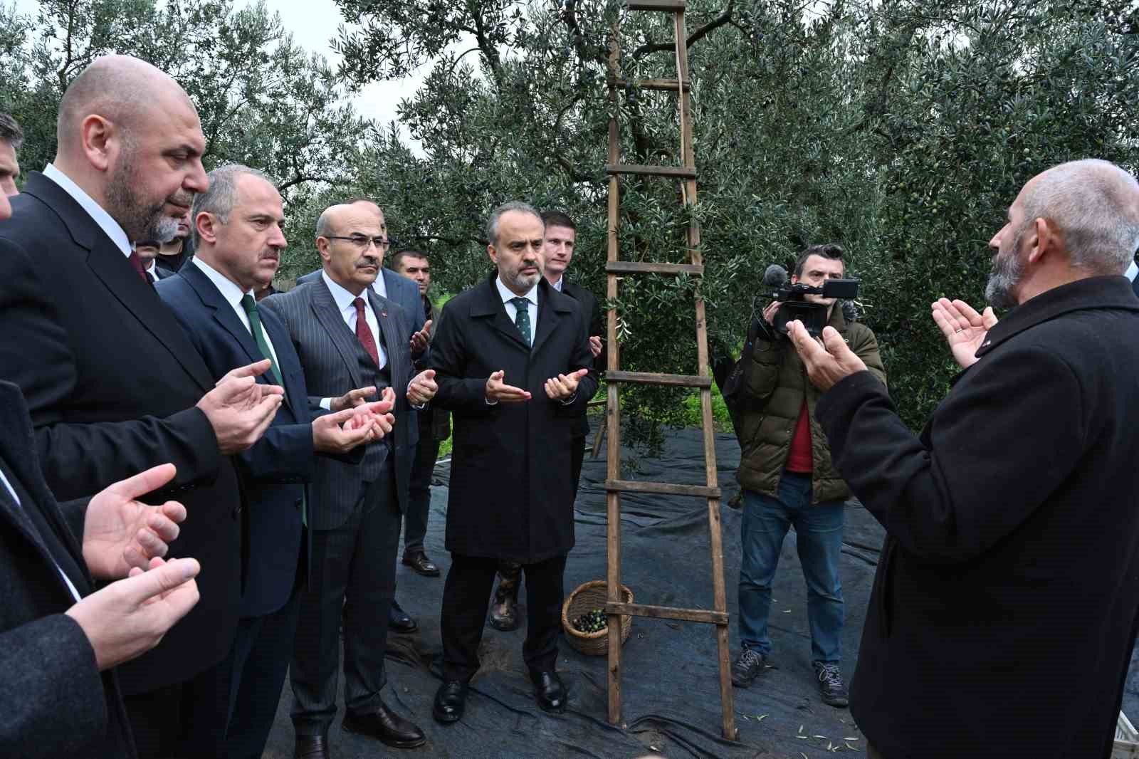 Orhangazi’de de zeytin hasadı başladı