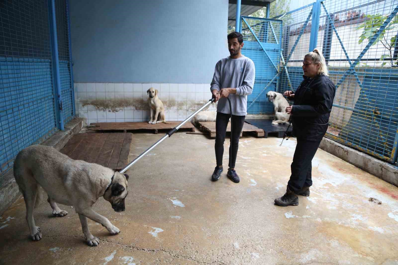 Sürü halinde dolaşan sokak köpeklerinden korunma tüyoları