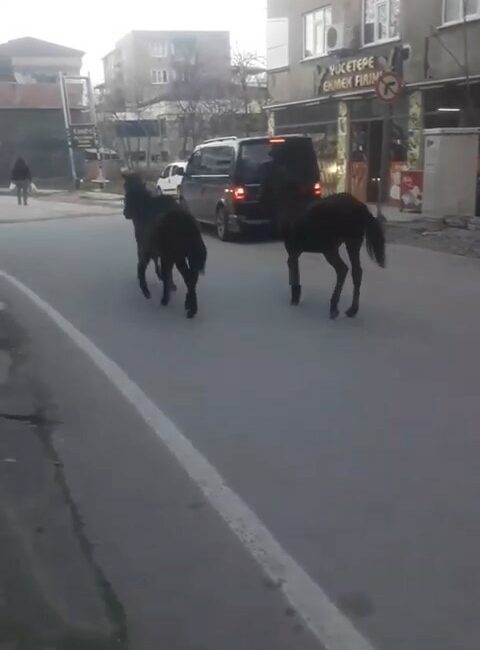 BURSA’DA BAŞIBOŞ ATLAR CADDE