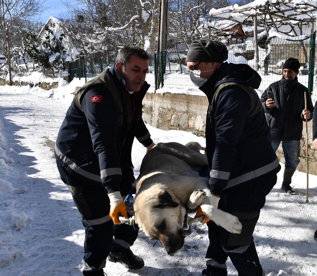 Osmangazi’de başıboş köpekler mercek altında