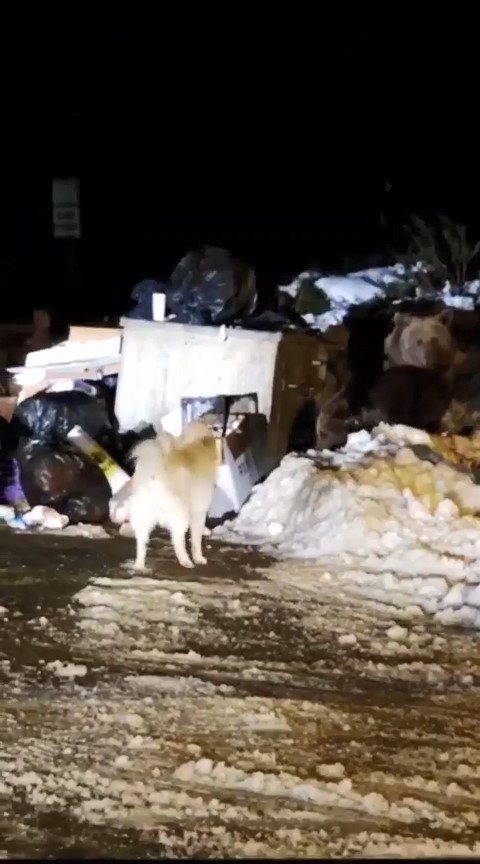 Uludağ’ın ‘Uyuyamayan’ ayı ailesi kendilerini rahatsız eden köpeğe saldırdı