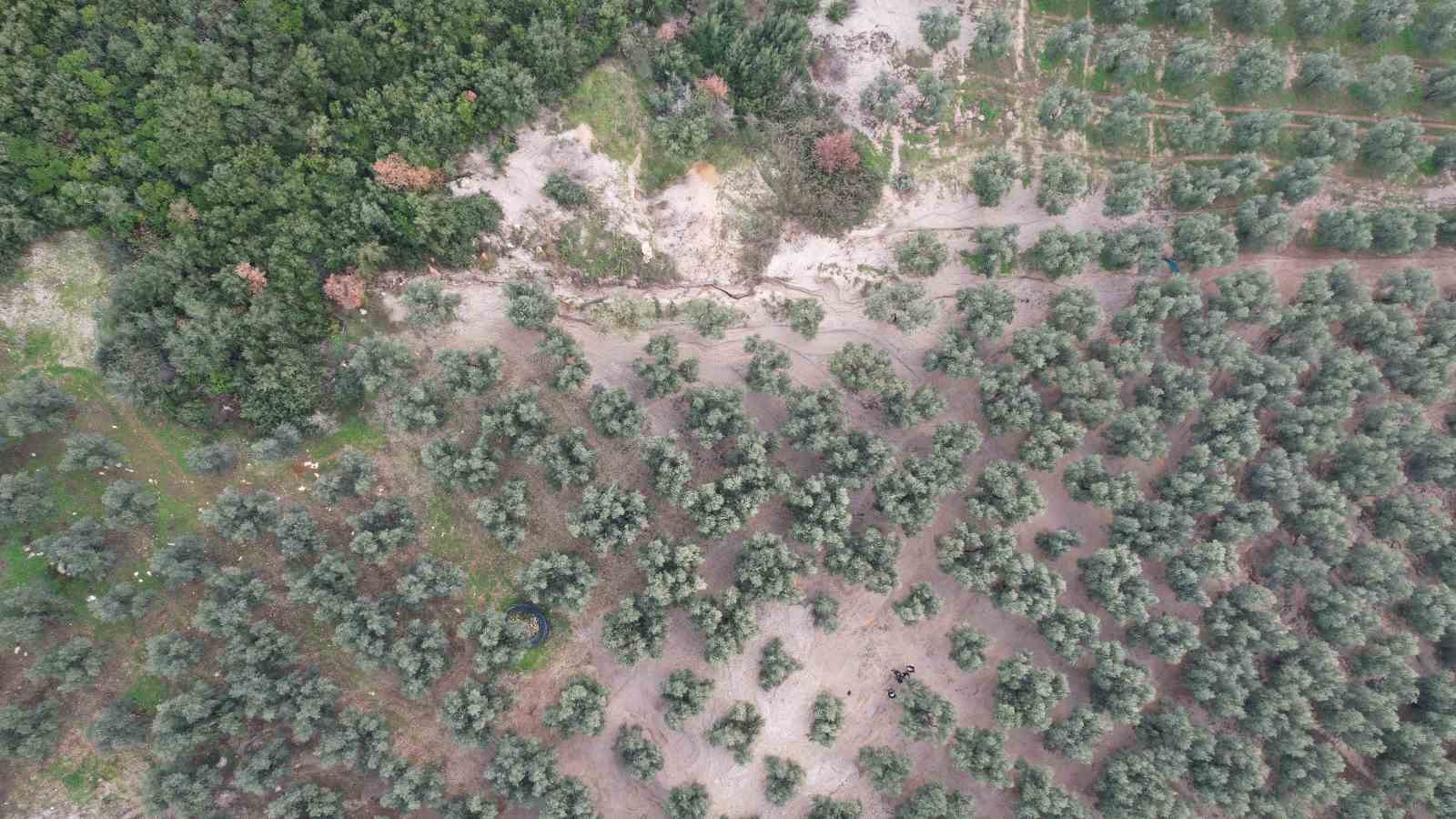 Bursa’da mıcır dökülen bahçedeki zeytin ağaçları kuruyor