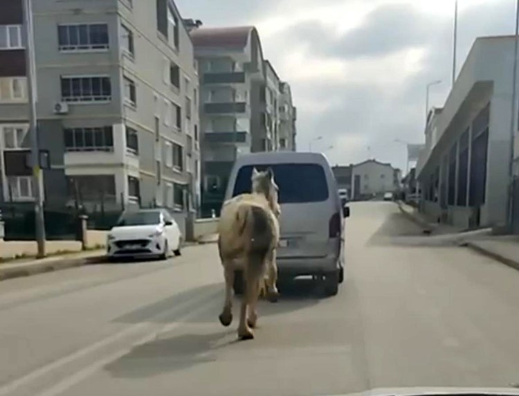 Bursa'nın Osmangazi ilçesinde at