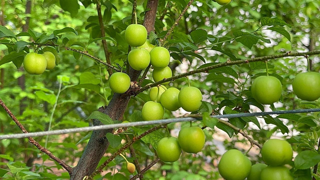 (Özel) Eriğin ilk hasadını yaptılar…Fiyatı altınla yarışıyor