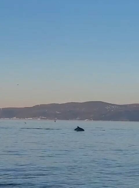 Bursa'nın Mudanya ilçesinde yüzen