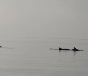 Gemlik’te yunuslardan görsel şölen