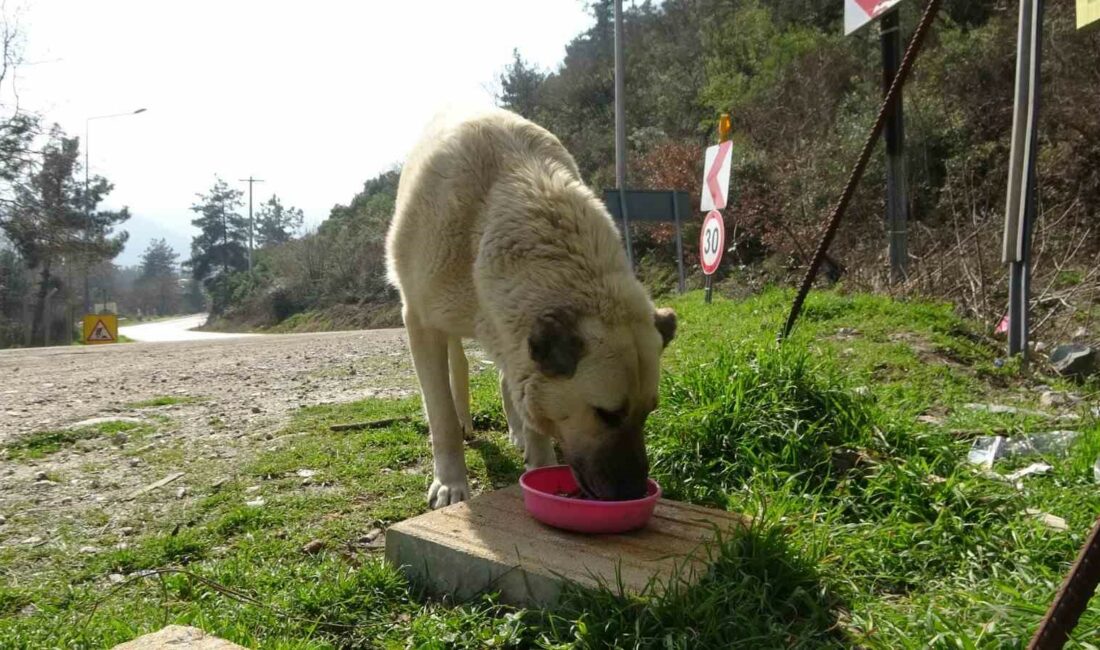 ATIŞ VAKFI VE HAÇİKO