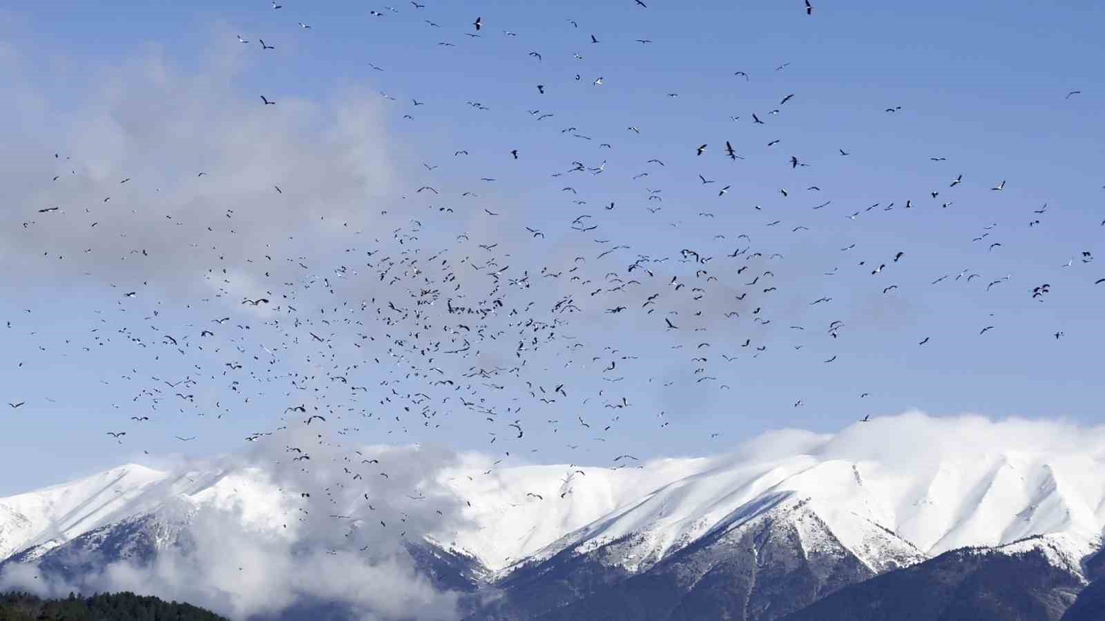 Uludağ’ın eteklerinde leyleklerden görsel şölen