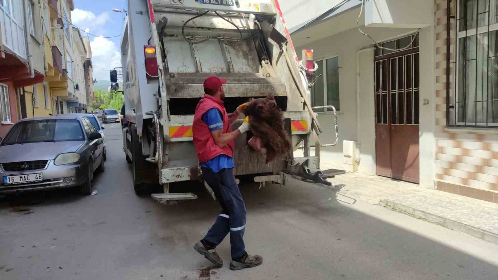 Bursa’da vahşet! Ayıyı parçalayıp çöpe attılar