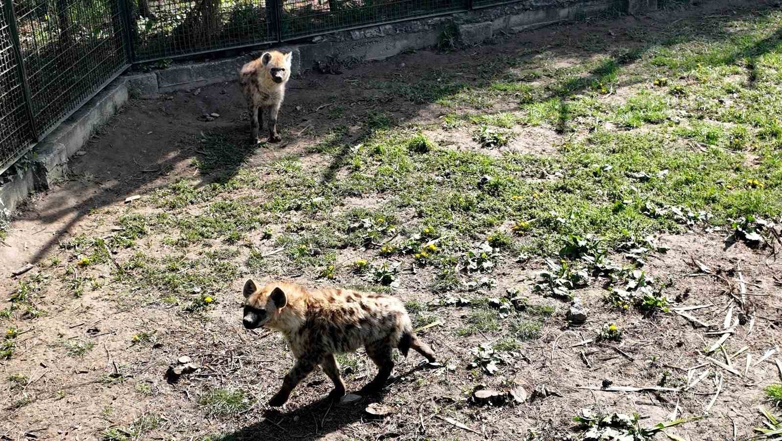 Bursa Hayvanat Bahçesi’ne 2 yeni üye