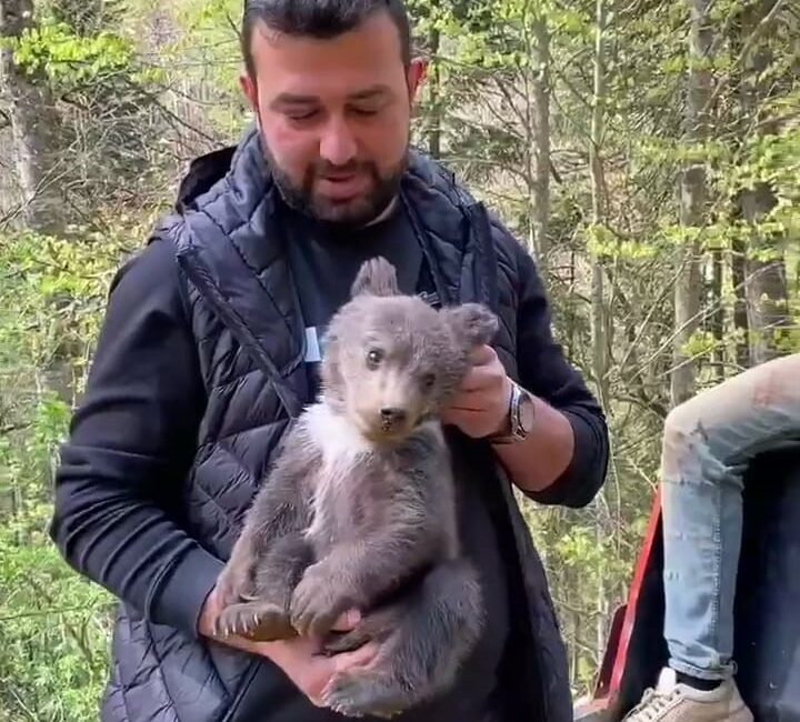 Bursa’nın İnegöl ilçesinde ormandan