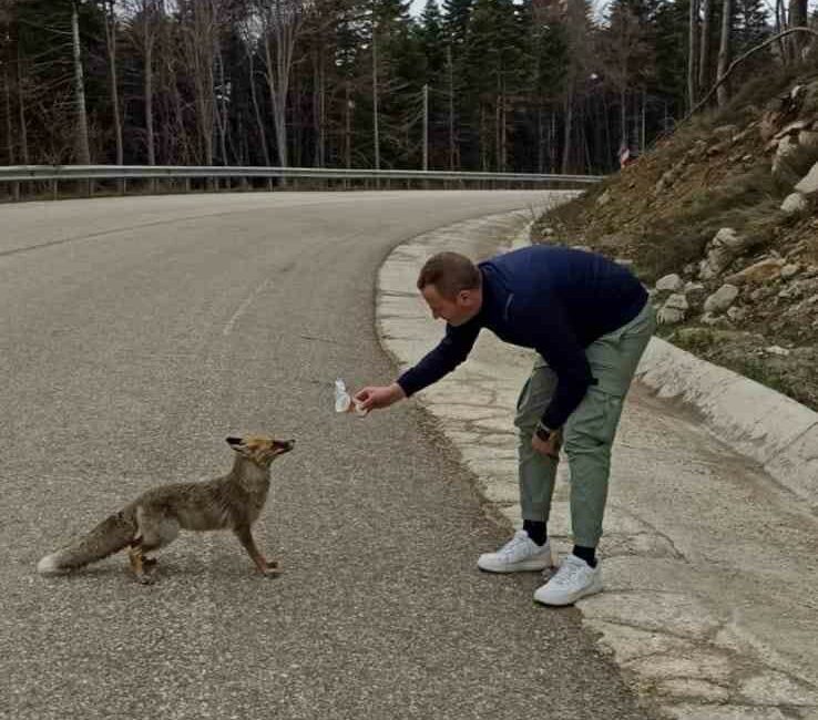 YOL KENARINDA GÖRDÜĞÜ TİLKİYİ