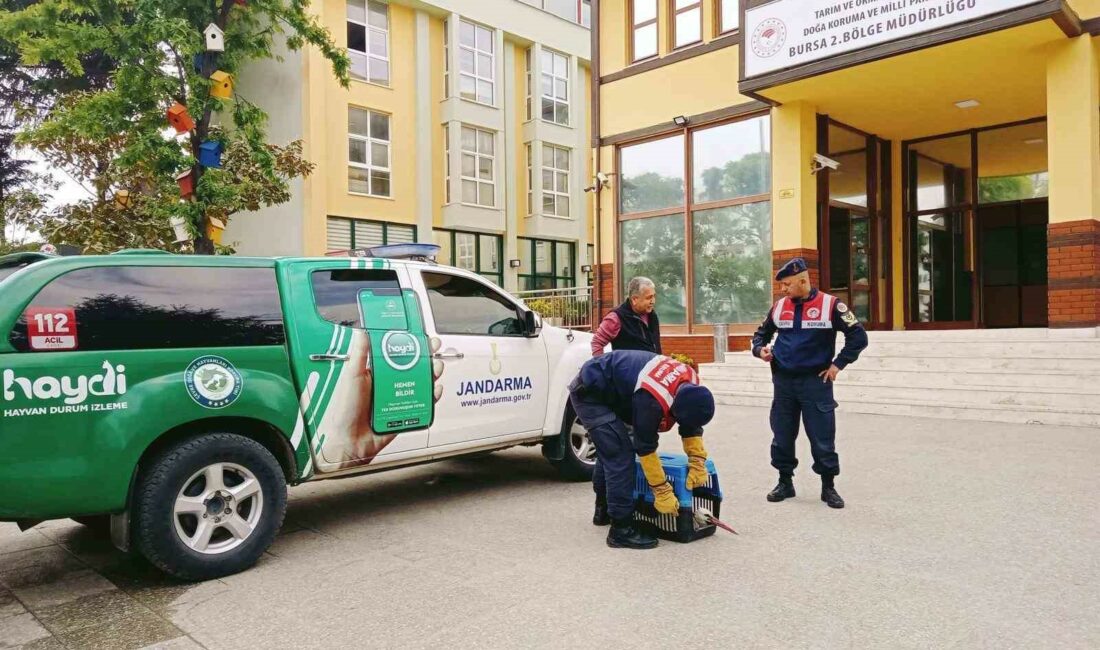 YARALI LEYLEĞE JANDARMA ŞEFKATİ