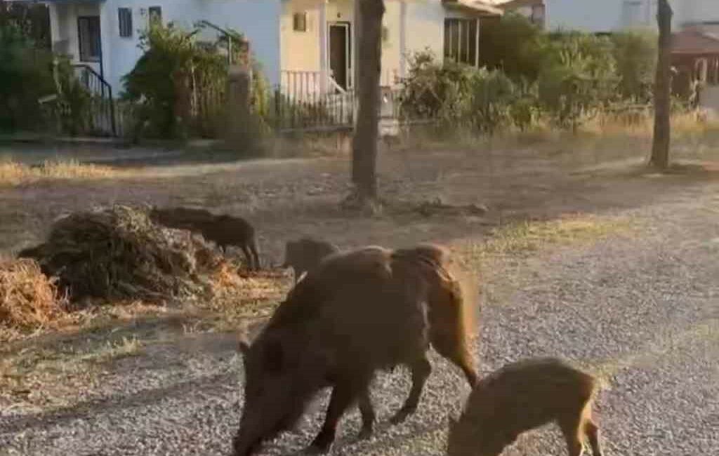 Bursa'nın Mudanya ilçesinde bir