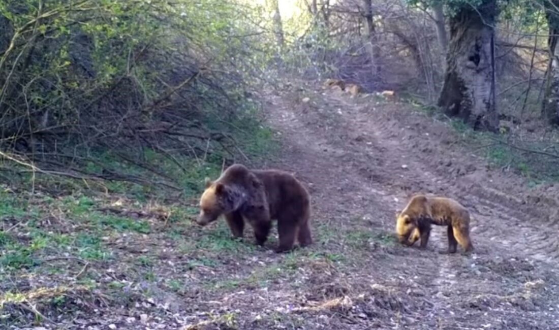 Uludağ’da Bozayı ve yavrusunun