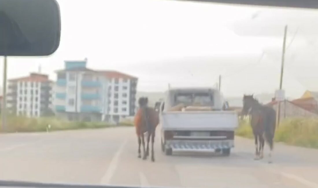 Bursa’da bir sürücü, atları