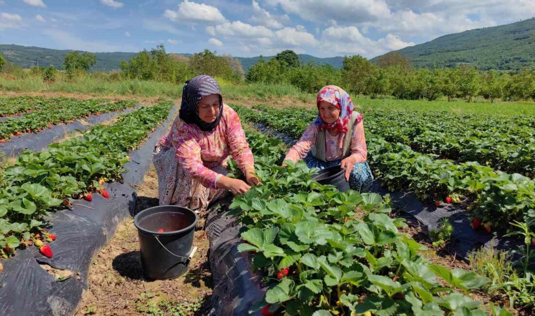 BURSA'NIN İNEGÖL İLÇESİNDE ÜRETİLEN