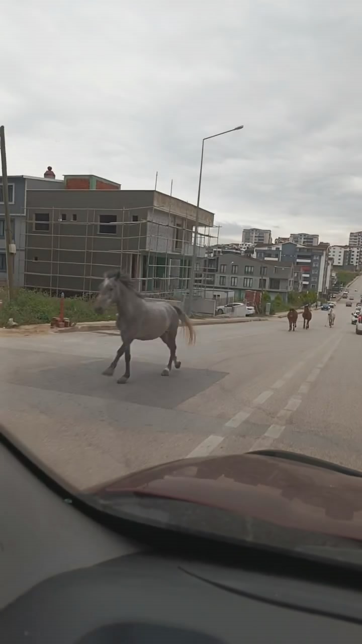 Bursa’da, başıboş atlar caddede dörtnala koştu