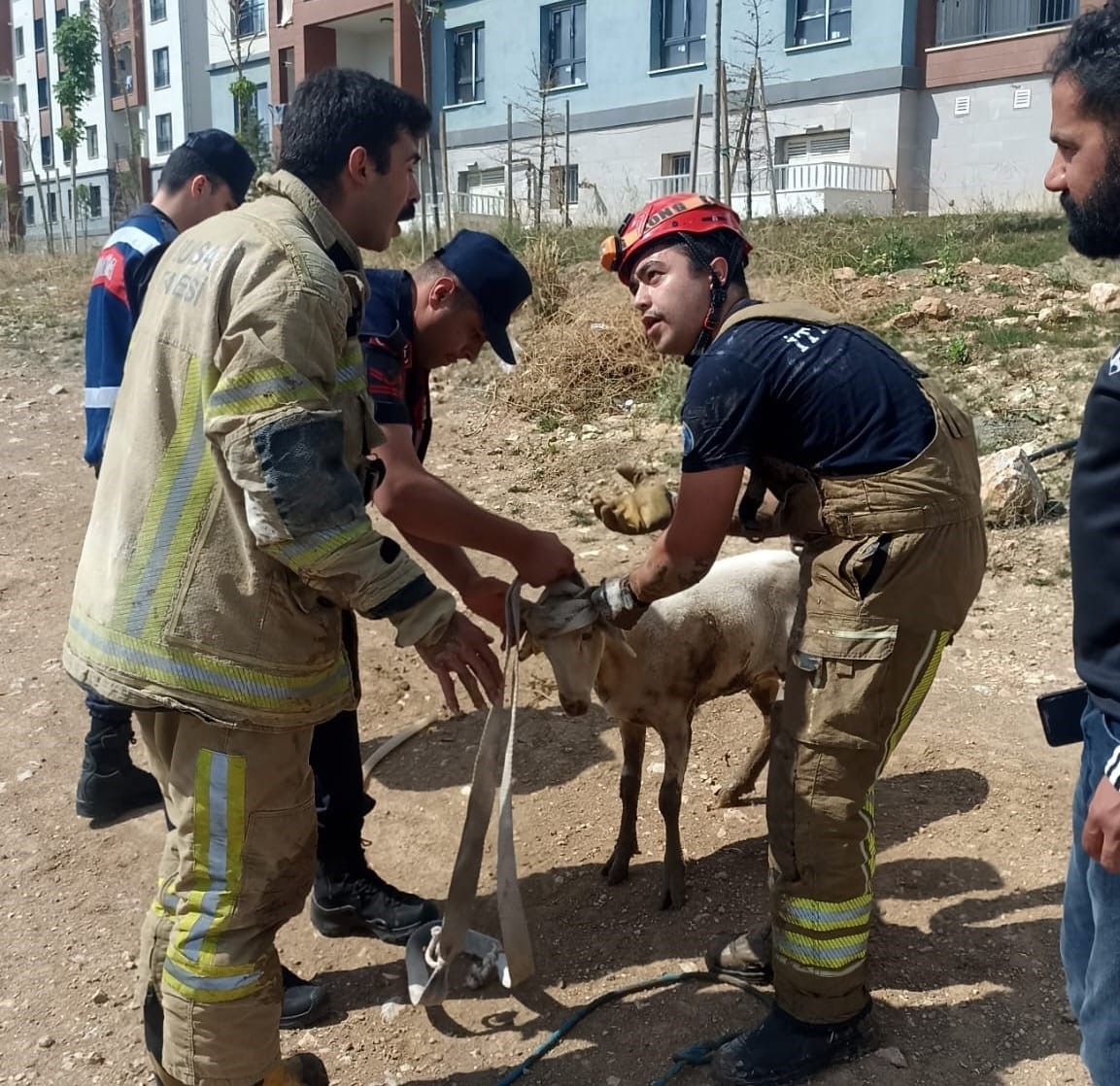 Bursa’da rögara düşen küçükbaşı itfaiye kurtardı