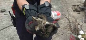 Bursa’da çatıda mahsur kalan kedi kurtarıldı