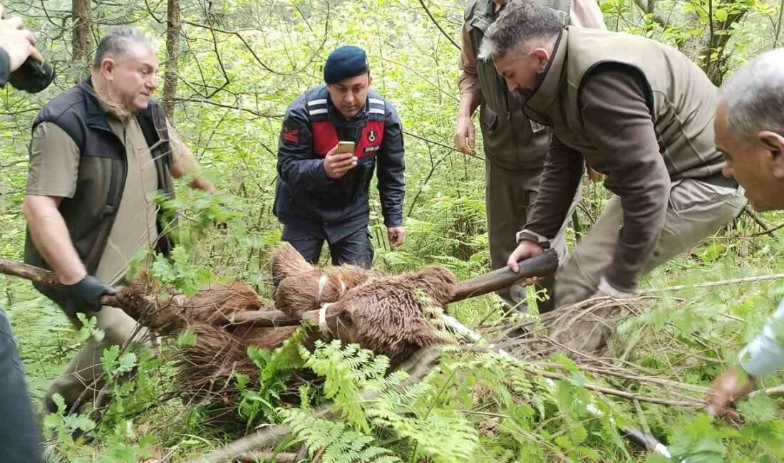 Bursa Uludağ yolunda otomobil