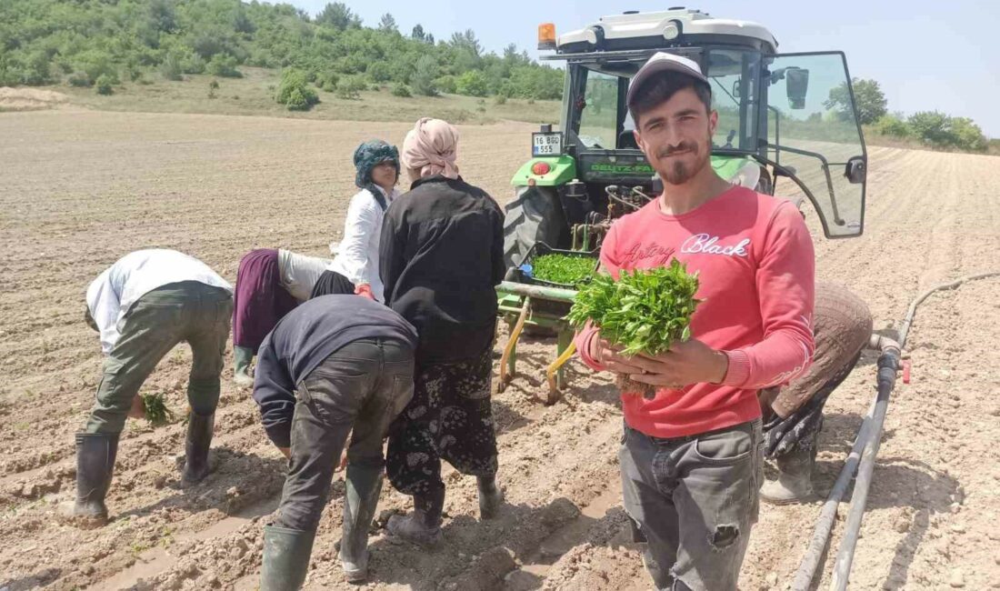 TÜRKİYE’NİN BİBER ÜRETİMİNİN YÜZDE