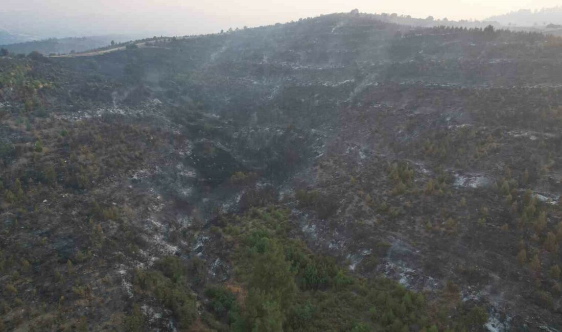 BURSA'NIN BÜYÜKORHAN İLÇESİNDE ORMANLIK