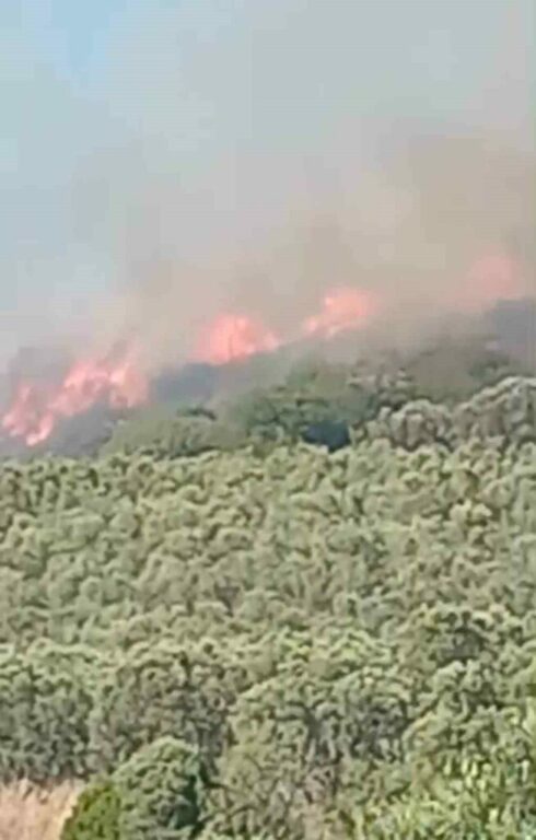 Mudanya’da ve Gemlik’te korkutan yangınlar