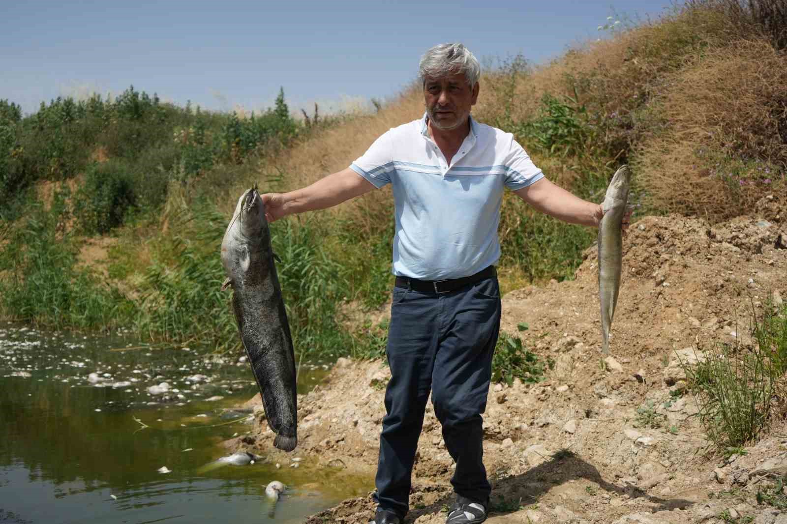 Zehir akan Nilüfer Çayı’nda balık katliamı