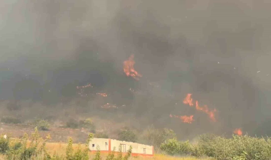 BURSA'NIN İZNİK İLÇESİNDE ORMANLIK