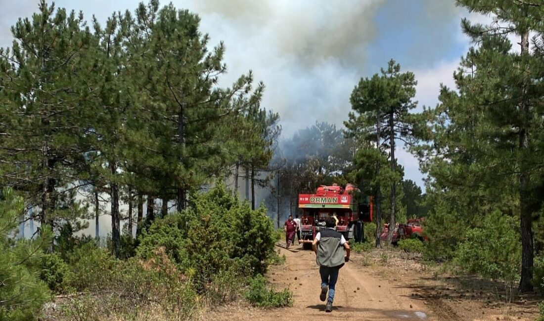 BURSA'NIN ORHANELİ İLÇESİNDE ORMANLIK