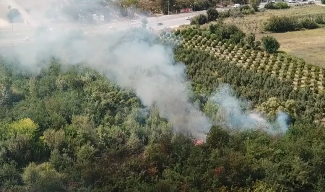 BURSA'DA OTLUK ALANDA ÇIKAN