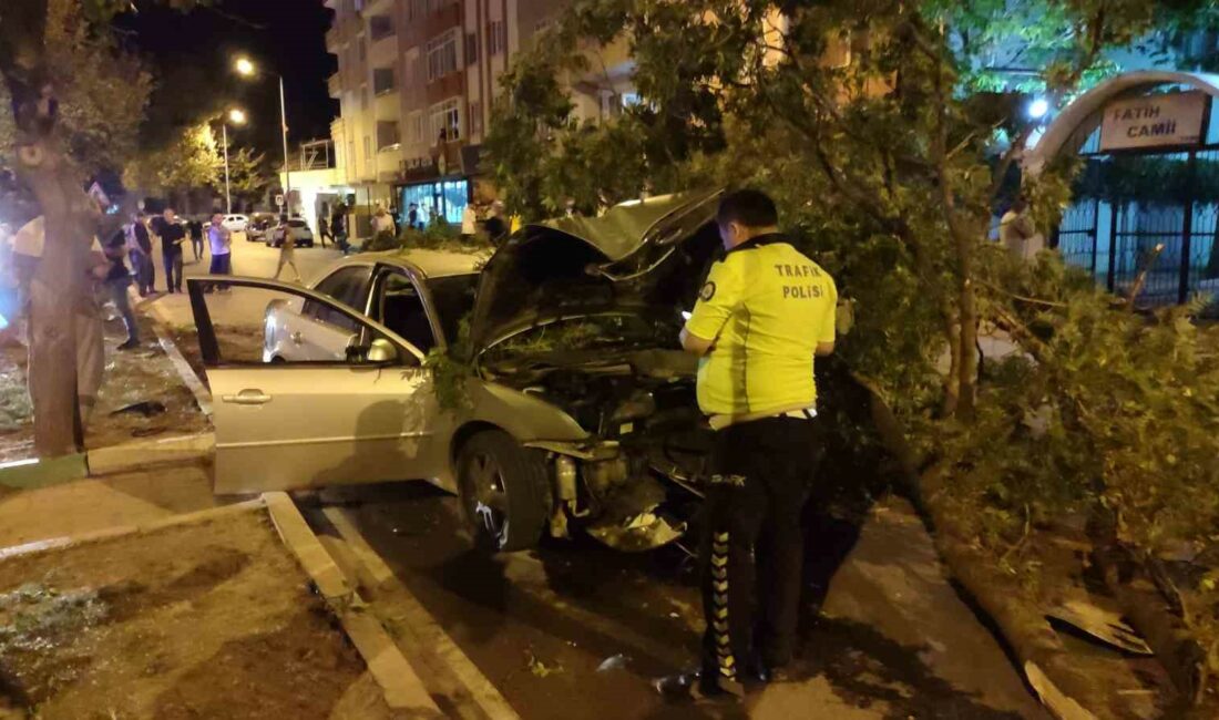 Bursa'nın Karacabey ilçesinde, ağaca