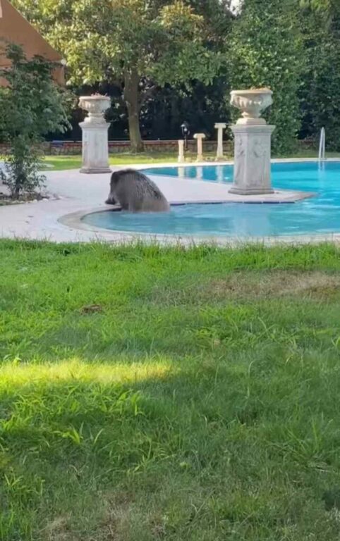 Villaya kaçak giren domuz havuza böyle düştü