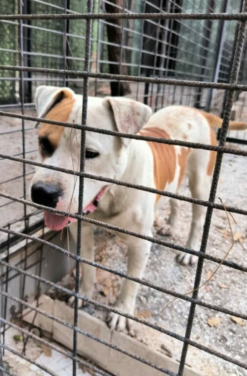 Bursa’da ata saldıran köpek yakalandı